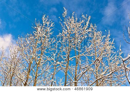 Bomen In de Winter In sneeuw