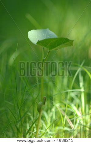 어린 콩나물 공장