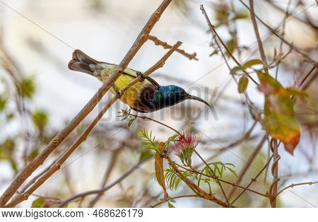 Souimanga Sunbird (cinnyris Sovimanga) Is A Small Passerine Endemic Bird Of The Sunbird Family, Nect