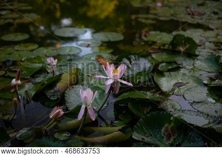Pink Egyptian Lotus In Twighlight. Pink Flowers On Leaves Background