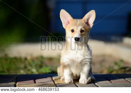 Portrait Of A Cute Corgi Puppy. A Small Smiling Dog On A Walk. A Dog For An Advertising Tape. Playfu