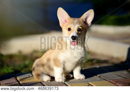 Portrait Of A Cute Corgi Puppy. A Small Smiling Dog On A Walk. A Dog For An Advertising Tape. Playfu