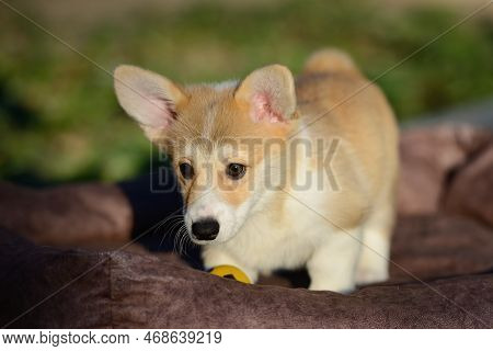 Portrait Of A Cute Corgi Puppy. A Small Smiling Dog On A Walk. A Dog For An Advertising Tape. Playfu