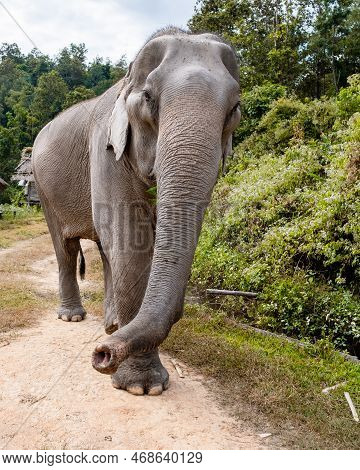 Elephant In The Jungle At A Sanctuary In Chiang Mai Thailand, Elephant Farm In The Mountains Jungle