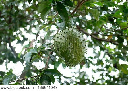 Soursop Fruit - Fresh Soursop Fruit On A Tree Ready For Harvest, Ripe Soursop Fruit