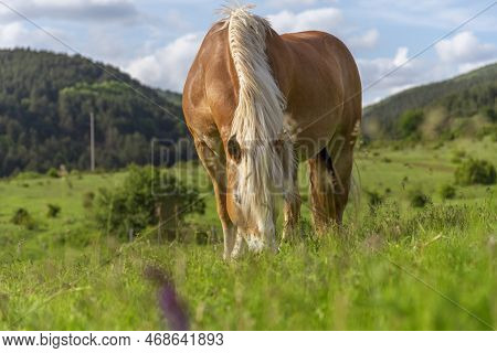 Beautiful Red Horse Grazing In A Meadow In Spring.