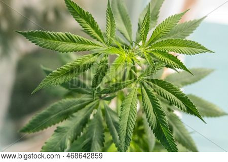Cannibis Plant With Selective Focius On The Stem And Leaves On Top