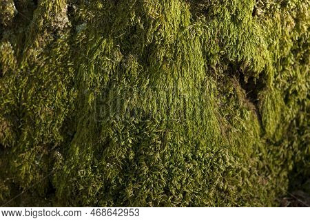 Andreaeobryopsida Bryopsida Green Moss Close Up Detail On Rock Tree Root Horizontal