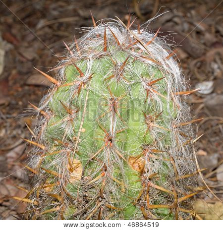 Stařec kaktus (Cephalocereus Senilis).