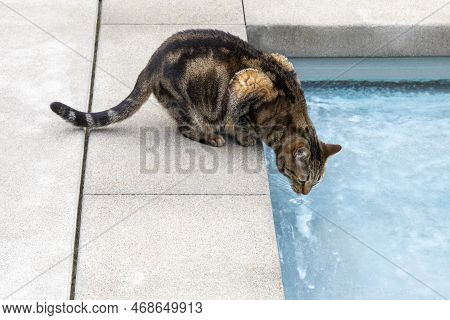 Domestic Tabby Cat Drinking Water From The Swimming Pool With Concrete Edges And Bluw Water