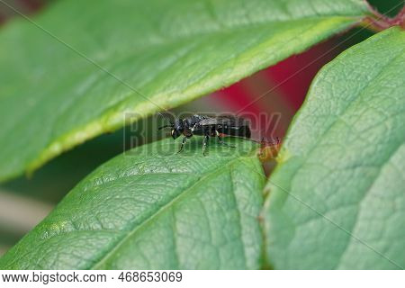 Natural Closeup On A Small Black White Faced Maksed Solitary Bee, Hylaeus Species, Sitting On A Gree