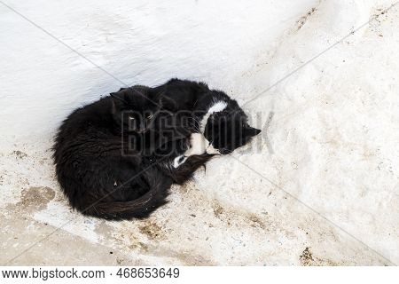 Cute Black Cats On White Streets On Moulay Idriss, Morocco, North Africa