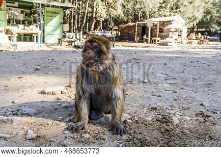 Cute Wild Monkey In The Cedar Forest, Ifrane, Morocco