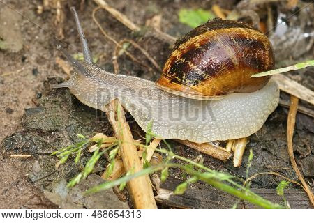 Natural Closeup On A Common European Garden Snail, Cornu Aspersum On The Ground