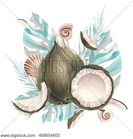 Whole Coconuts And Slices With Tropical Palm Leaves And Seashells. Watercolor Illustration. Composit