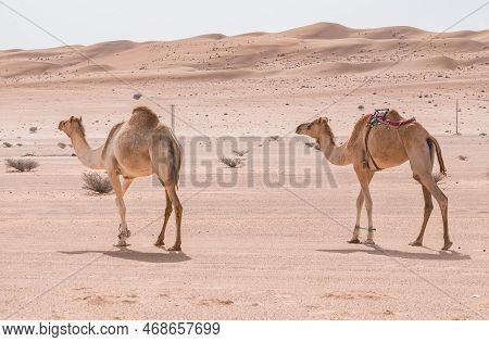 Two Camelus Dromedarius, Arabian, Or Also Dromedary Camel Feeding On Bushes On A Hot Day In The Dese