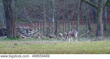 Beautiful Specimen Of European Fallow Deer, Dama Dama, Also Known As The Common Fallow Deer, Feeding