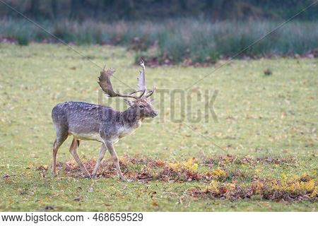 Beautiful Specimen Of European Fallow Deer, Dama Dama, Also Known As The Common Fallow Deer, Feeding