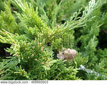 Detail Of A Green Coniferou Tree Branch