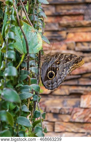 A Beautiful Large Colorful Butterfly In Its Natural Habitat.