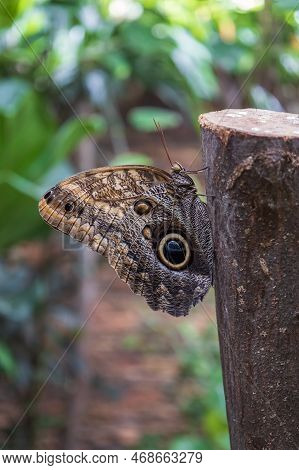 A Beautiful Large Colorful Butterfly In Its Natural Habitat.