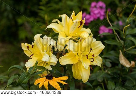 Lily Exotic Sun Double Yellow Flowers - Ot-hybrid
