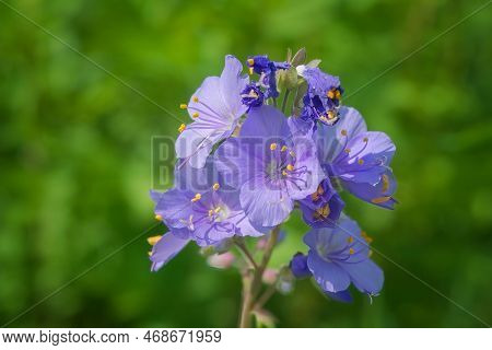 Close Up Of A Polemonium Caeruleum Flower In Bloom With A Green Background.