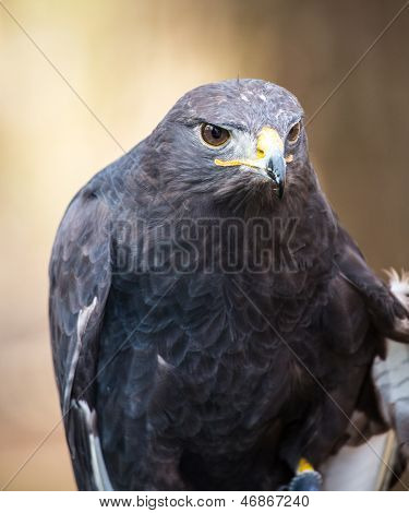Augur Bussard