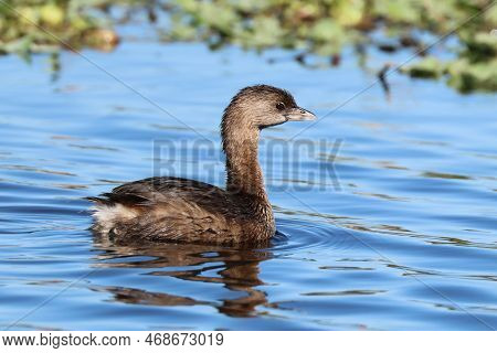 A Pied-billed Grebe (podilymbus Podiceps) In Winter Plumage In A Florida Wetland