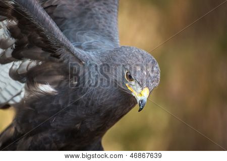 Augur Bussard