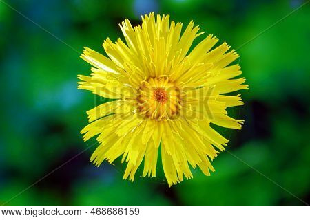 Close-up. Tussilago Farfara, Commonly Known As Coltsfoot Is A Plant In The Groundsel Tribe In The Da