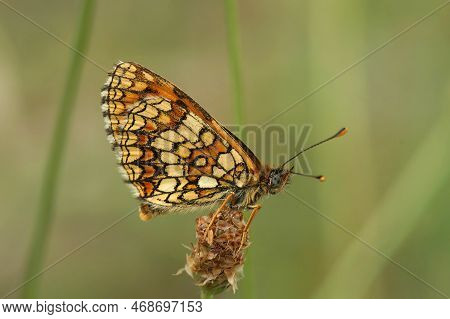 Natural Closeup Of The Blue-eyed Mediterranean Provencal Fritillary , Melitaea Deione, On Green Back