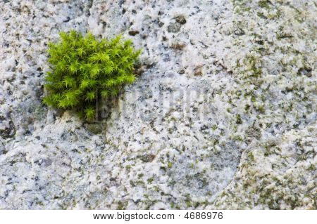 Moss a Rock