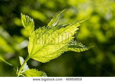Brennnessel Blatt