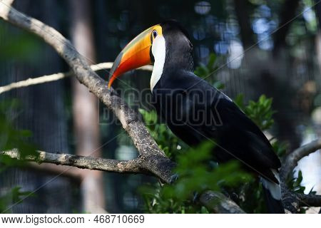 The Toco Toucan Bird On The Wood Tree
