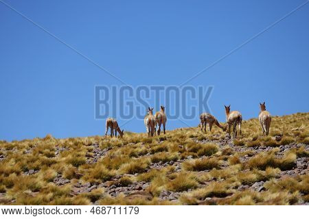 Grazing Vicunas In The Puna Argentina. High Quality Photo