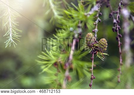 Japanese Larch. Fresh Green Leaves Of Japanese Larch, Larix Kaempferi In Summer. Larch Cones On A Br