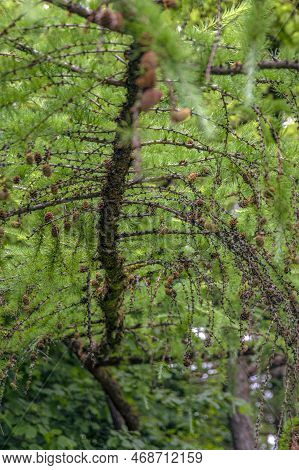 Japanese Larch. Fresh Green Leaves Of Japanese Larch, Larix Kaempferi In Summer. Larch Cones On A Br