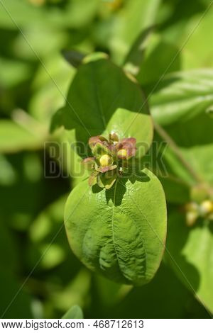 Balearic St Johns-wort Grandflorum Flower Buds And Leaves