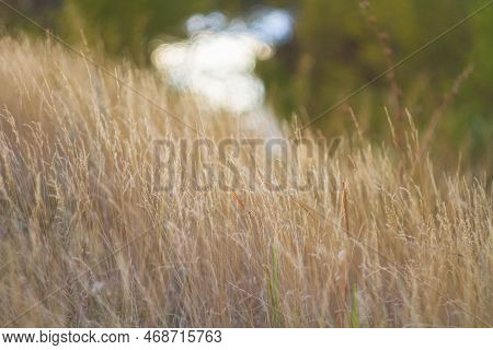 Grass Close-up With Bright Rays Of Sun. Nature At Sunset..
