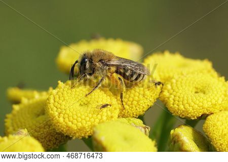 Natural Closeup On A Davies' Cellophan Bee, Colletes Daviesanus , Sitting On A Yellow Tansy, Tanacet