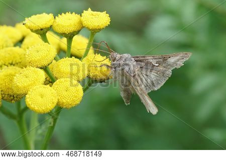 Natural Close Up Of The Brown Silver-y Moth, Autographa Gamma Drinking Nectar From A Yellow Tansy Fl