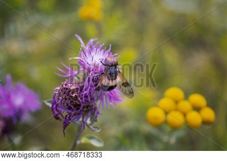 A Macro Shot Of A Female Hoverfly Volucella Pellucens Seen Nectaring On A Thistle Flower In Late Sum