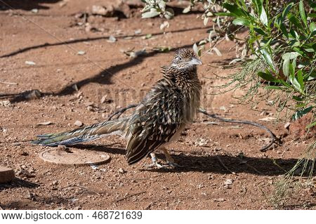 Captive Roadrunner Bird Gets A Close Up Profile On A Sunny Day