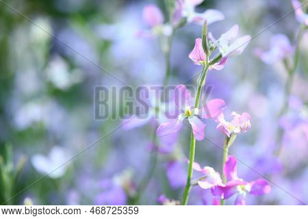 Mattiola Pink. Wild Orchid. The Concept Of Gardening, Gardening, Hobby, With Their Hands, Growing Fl