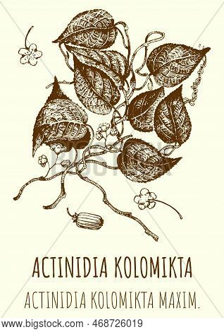 Drawings Of Actinidia. Hand Drawn Illustration. Latin Name Actinidia Kolomikta.