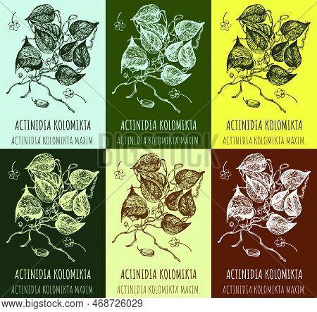 Set Of Vector Drawings Actinidia In Different Colors. Hand Drawn Illustration. Latin Name Actinidia 