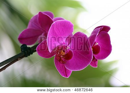 Orchidea rosa