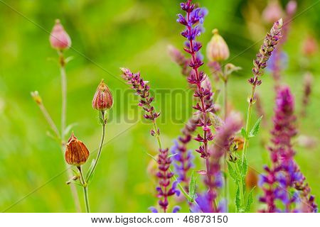 Wild Flowers