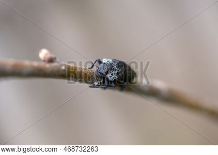 Close-up View Of The Beetle Capnodis Tenebrionis On A Tree